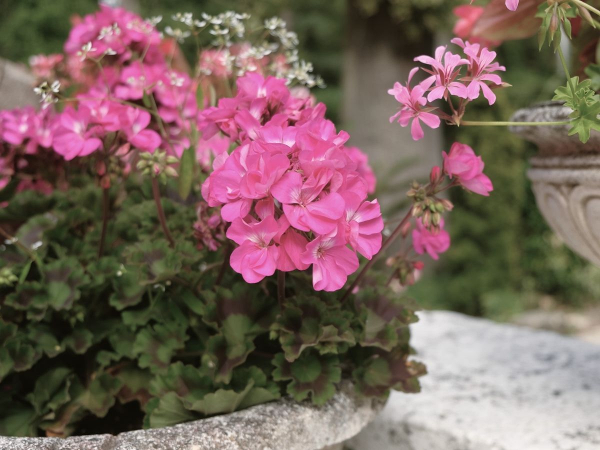 H&ocirc;tel, charme, campagne, jardin, Chantilly, Paris