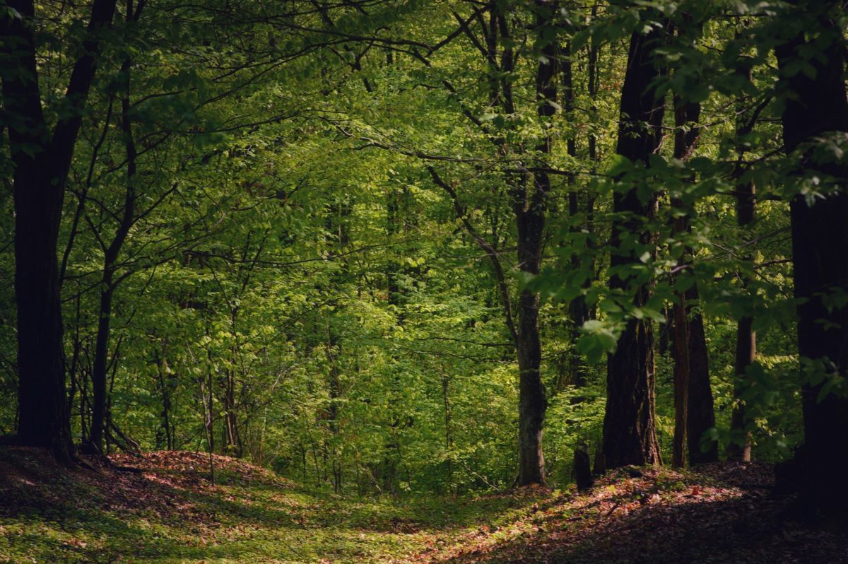 Hostellerie du Lys - Les forêts